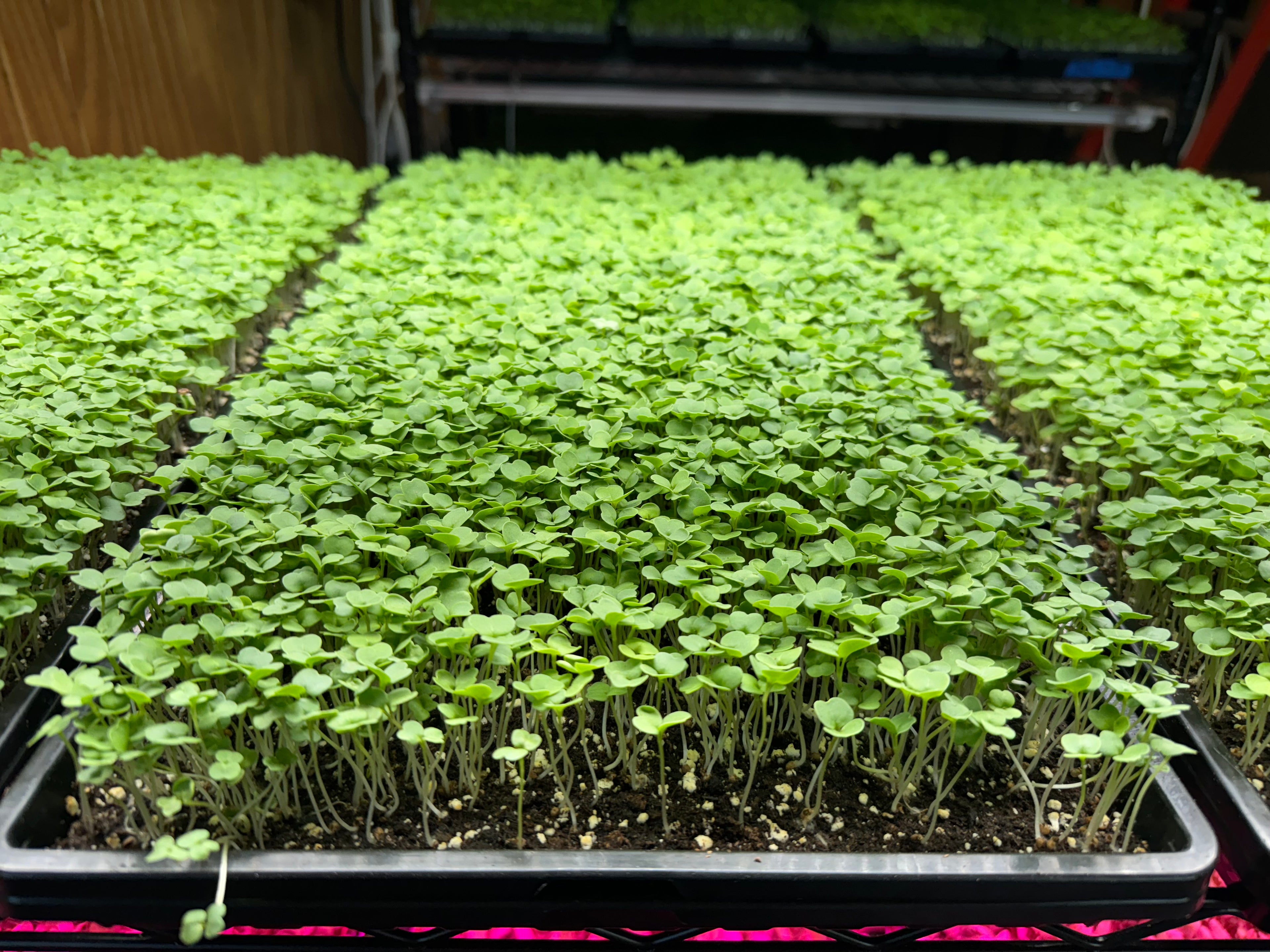 Arugula Microgreens