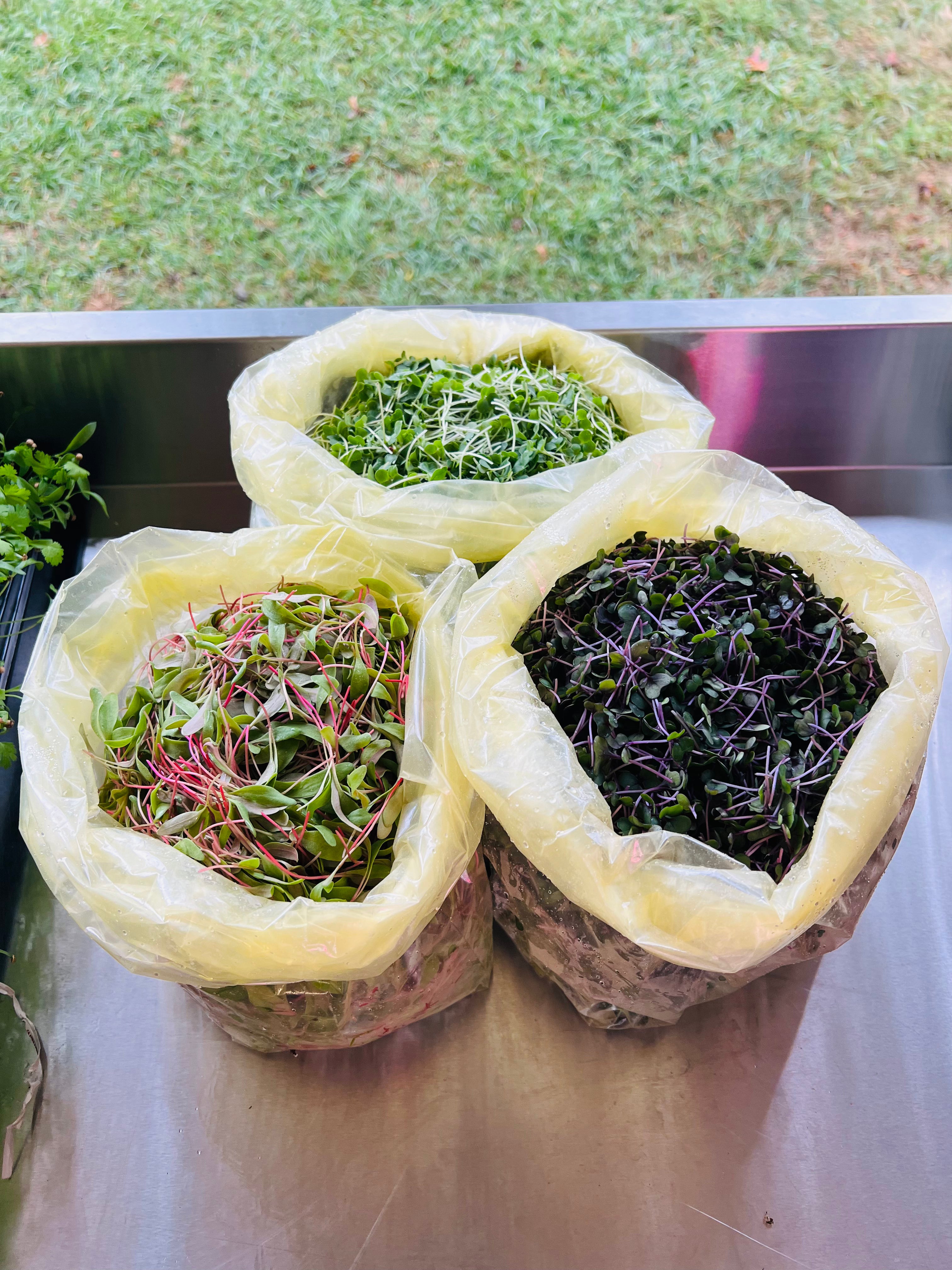 12oz Bulk Microgreens for Smoothies