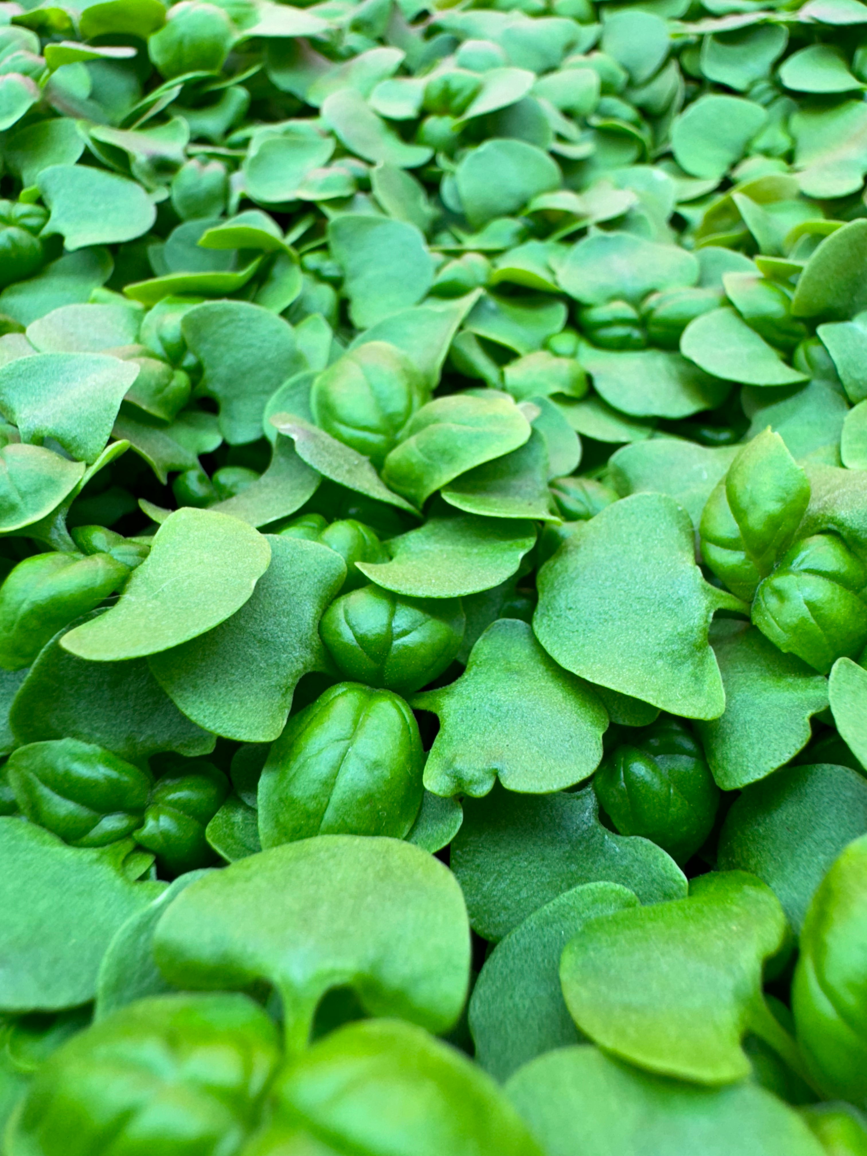 Basil Microgreens
