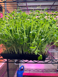 Pea Shoots